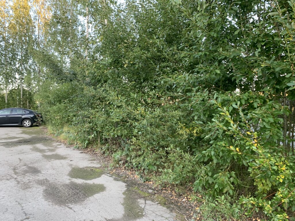 Findurin_pajukko_viidakko