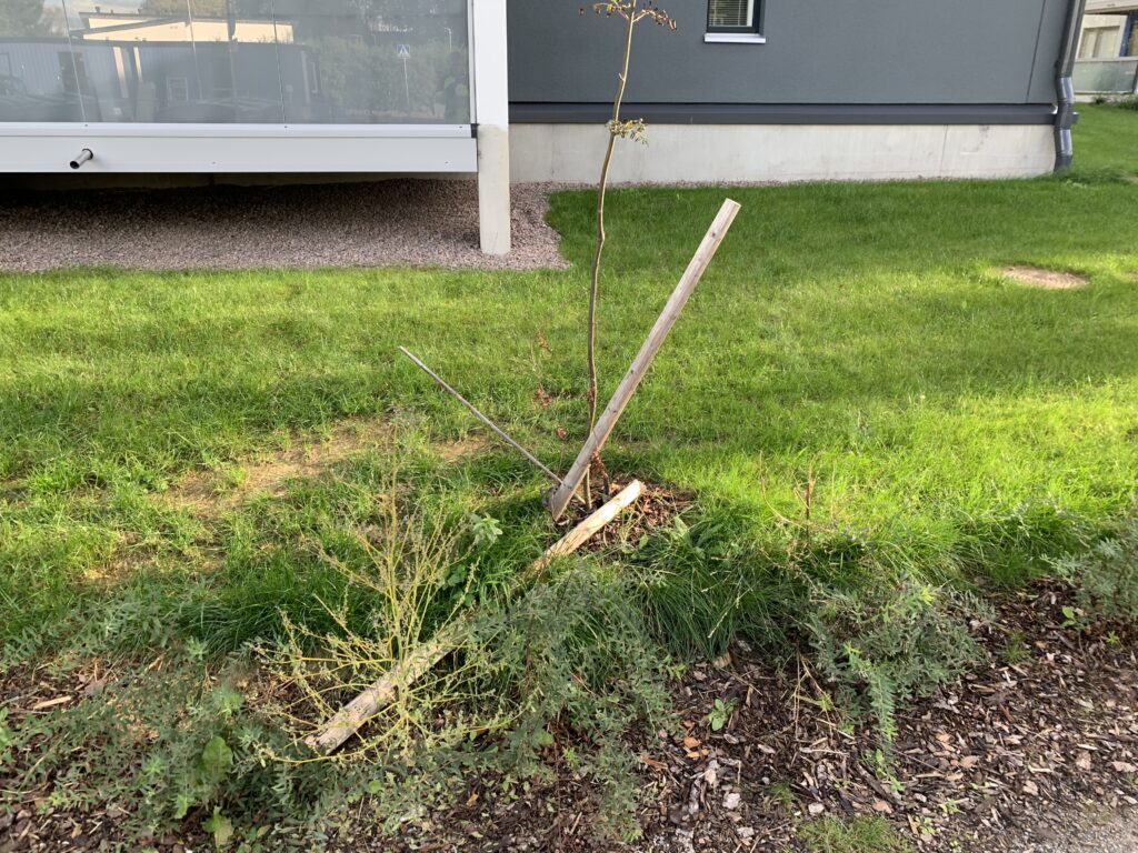 Kaatunut puiden tukisidonta